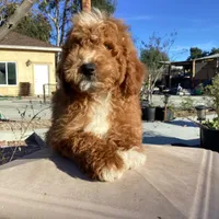 Vincent, a male Miniature Goldendoodle for sale in Anaheim, CA – Photo 1 of 5