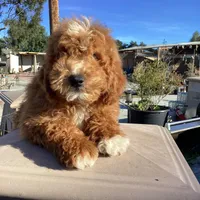 Vincent, a male Miniature Goldendoodle for sale in Anaheim, CA – Photo 3 of 5