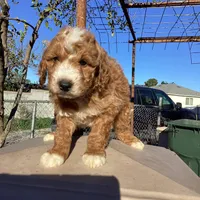 Vincent, a male Miniature Goldendoodle for sale in Anaheim, CA – Photo 5 of 5