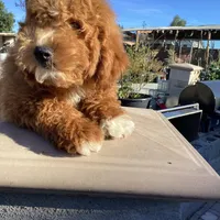 Vincent, a male Miniature Goldendoodle for sale in Anaheim, CA – Photo 4 of 5