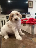 Bri, a female Miniature Goldendoodle for sale in Anaheim, CA – 6 of 6