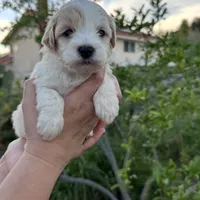 Mochi, a female Miniature Goldendoodle for sale in Anaheim, CA – Photo 3 of 4