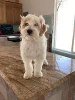 Mochi, a female Miniature Goldendoodle for sale in Anaheim, CA – 1 of 8