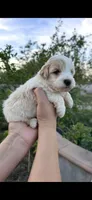 Mochi, a female Miniature Goldendoodle for sale in Anaheim, CA – Photo 2 of 4