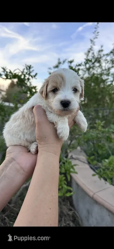 Mochi, a female Miniature Goldendoodle for sale in Anaheim, CA – Photo 1 of 4