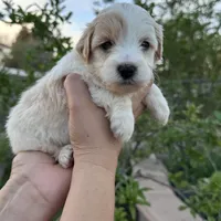 Mochi, a female Miniature Goldendoodle for sale in Anaheim, CA – Photo 1 of 4