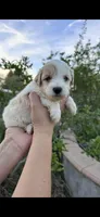 Mochi, a female Miniature Goldendoodle for sale in Anaheim, CA – Photo 1 of 4