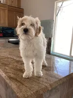 Mochi, a female Miniature Goldendoodle for sale in Anaheim, CA – 3 of 8