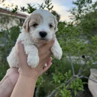 Mochi, a female Miniature Goldendoodle for sale in Anaheim, CA – Photo 4 of 4