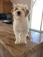 Mochi, a female Miniature Goldendoodle for sale in Anaheim, CA – 2 of 8