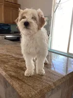 Mochi, a female Miniature Goldendoodle for sale in Anaheim, CA – 4 of 8
