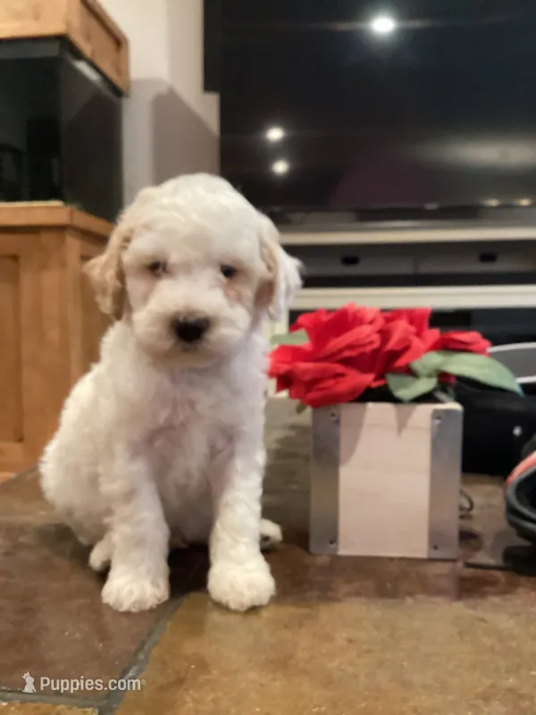Halo – Miniature Goldendoodle puppy for sale in Anaheim, CA