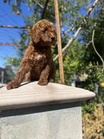 Vanessa, a female Goldendoodle for sale in Anaheim, CA – Photo 4 of 7