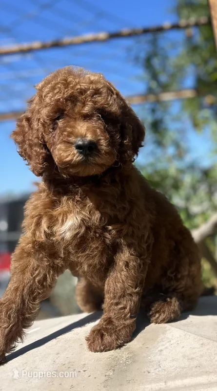Vanessa, a female Goldendoodle for sale in Anaheim, CA – Photo 1 of 7