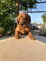 Vanessa, a female Goldendoodle for sale in Anaheim, CA – Photo 5 of 7