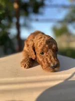 Vanessa, a female Goldendoodle for sale in Anaheim, CA – Photo 6 of 7