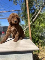 Vanessa, a female Goldendoodle for sale in Anaheim, CA – Photo 3 of 7