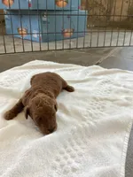 Vanessa, a female Goldendoodle for sale in Anaheim, CA – Photo 7 of 7