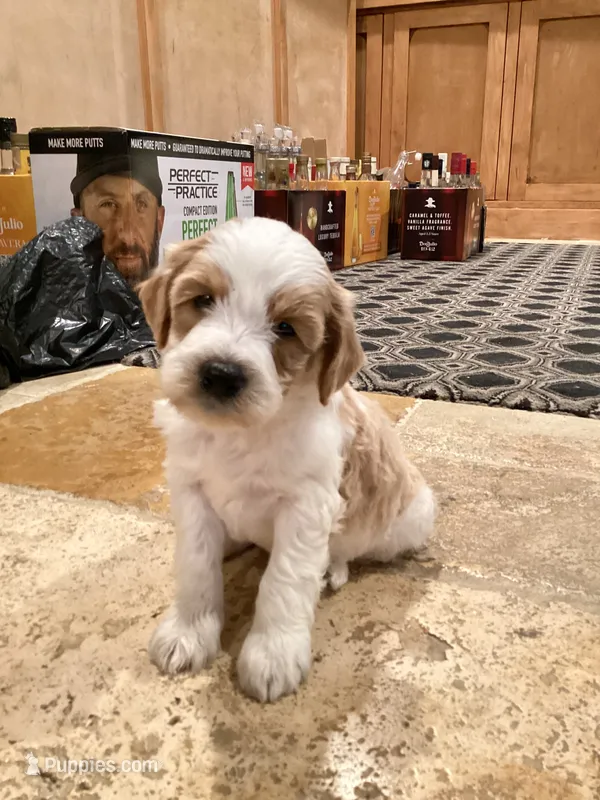 Elmo – Miniature Goldendoodle puppy for sale in Anaheim, CA