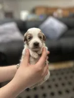 Elmo, a male Miniature Goldendoodle for sale in Anaheim, CA – 1 of 1