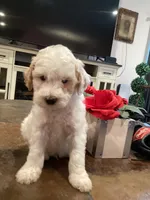 Halo, a male Miniature Goldendoodle for sale in Anaheim, CA – 4 of 4