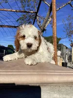 Vince, a male Miniature Goldendoodle for sale in Anaheim, CA – Photo 4 of 6