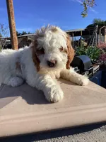 Vince, a male Miniature Goldendoodle for sale in Anaheim, CA – Photo 3 of 6