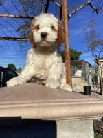 Vince, a male Miniature Goldendoodle for sale in Anaheim, CA – Photo 2 of 6