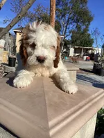 Vince, a male Miniature Goldendoodle for sale in Anaheim, CA – Photo 5 of 6