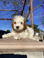 Vince, a male Miniature Goldendoodle for sale in Anaheim, CA – Photo 1 of 6