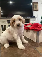 Bri, a female Miniature Goldendoodle for sale in Anaheim, CA – 2 of 6