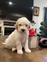 Halo, a male Miniature Goldendoodle for sale in Anaheim, CA – 3 of 4
