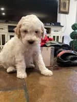 Halo, a male Miniature Goldendoodle for sale in Anaheim, CA – 2 of 4