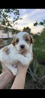 Max, a male Miniature Goldendoodle for sale in Anaheim, CA – Photo 1 of 3