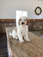 Halo, a male Miniature Goldendoodle for sale in Anaheim, CA – 7 of 7