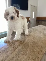 Halo, a male Miniature Goldendoodle for sale in Anaheim, CA – 2 of 7