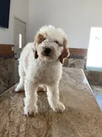 Halo, a male Miniature Goldendoodle for sale in Anaheim, CA – 3 of 7