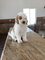Halo, a male Miniature Goldendoodle for sale in Anaheim, CA – 4 of 7