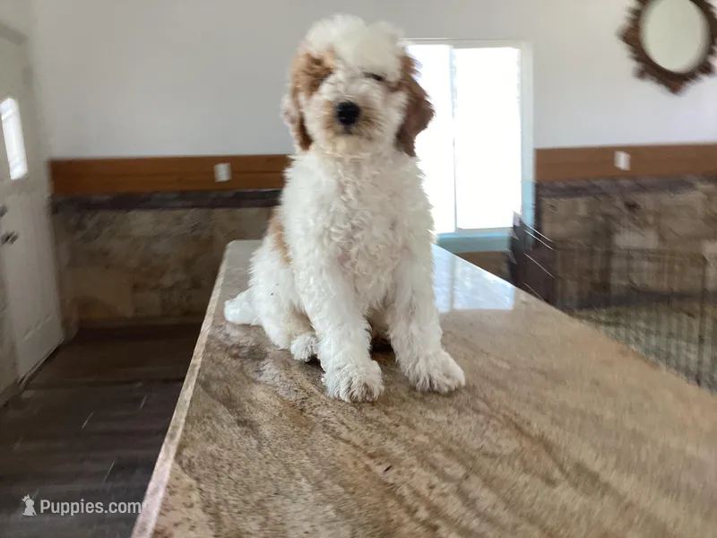 Halo – Miniature Goldendoodle puppy for sale in Anaheim, CA