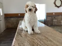 Halo, a male Miniature Goldendoodle for sale in Anaheim, CA – 1 of 7