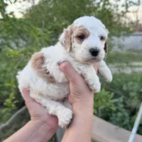 Halo, a male Miniature Goldendoodle for sale in Anaheim, CA – Photo 2 of 2