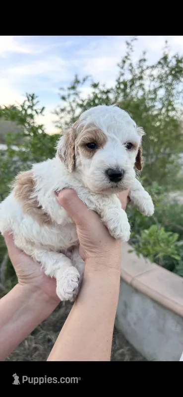 Halo, a male Miniature Goldendoodle for sale in Anaheim, CA – Photo 1 of 2