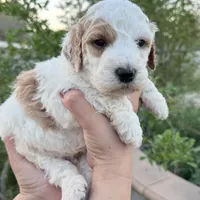 Halo, a male Miniature Goldendoodle for sale in Anaheim, CA – Photo 1 of 2