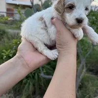 Bella, a female Miniature Goldendoodle for sale in Anaheim, CA – Photo 2 of 2