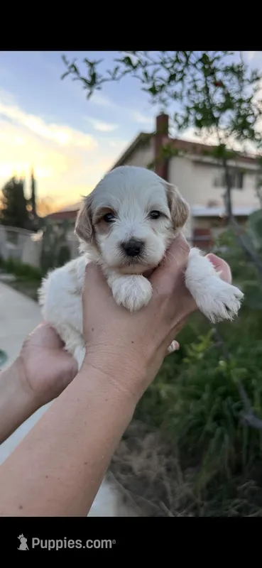 Bella, a female Miniature Goldendoodle for sale in Anaheim, CA – Photo 1 of 2