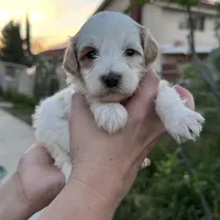 Bella, a female Miniature Goldendoodle for sale in Anaheim, CA – Photo 1 of 2