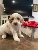 Bri, a female Miniature Goldendoodle for sale in Anaheim, CA – 3 of 6