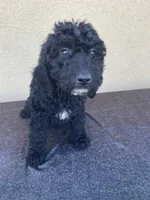 Bailey, a female Goldendoodle for sale in Anaheim, CA – Photo 1 of 2