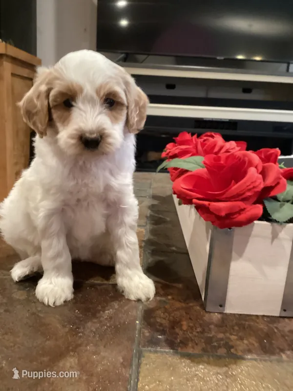 Bri – Miniature Goldendoodle puppy for sale in Anaheim, CA