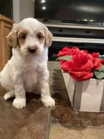 Bri, a female Miniature Goldendoodle for sale in Anaheim, CA – 1 of 6